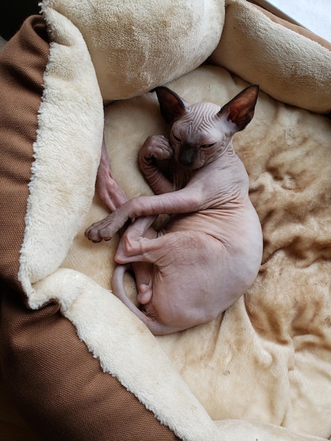 Hooghoekbeeld van een kat die thuis in een bed voor huisdieren slaapt