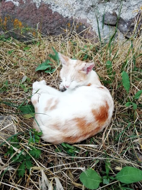 Foto hooghoekbeeld van een kat op het veld