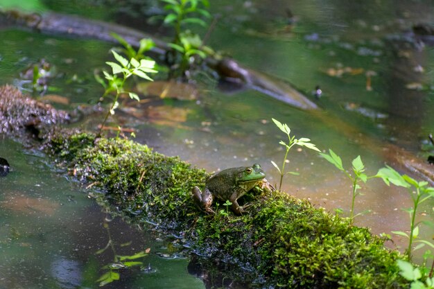 Foto hooghoekbeeld van een kikker die in een meer zwemt