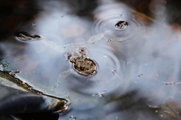 Foto hooghoekbeeld van een kikker in een meer