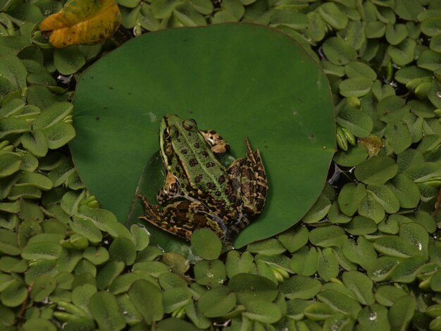 Foto hooghoekbeeld van een kikker op een drijvend blad