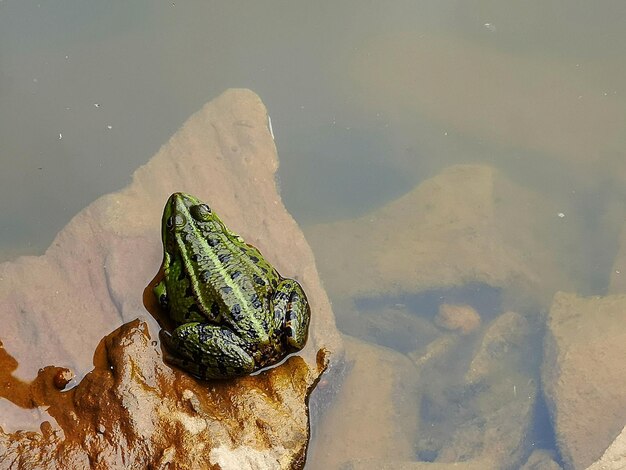 Foto hooghoekbeeld van een kikker op een rots