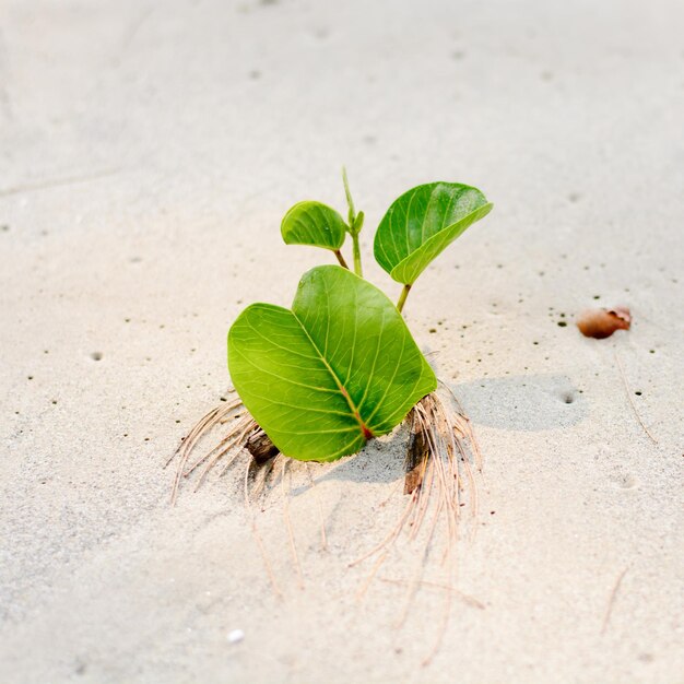 Foto hooghoekbeeld van een kleine plant op zand