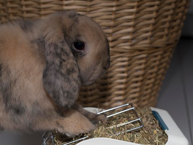 Foto hooghoekbeeld van een konijn in een mand