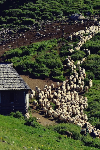 Hooghoekbeeld van een kudde schapen door een hut op het land