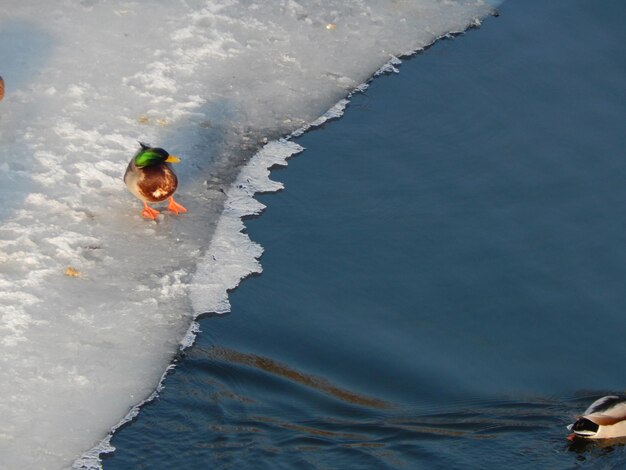 Foto hooghoekbeeld van een man die in de zee skiet