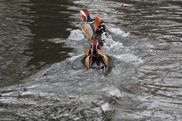 Foto hooghoekbeeld van een man die in de zee zwemt