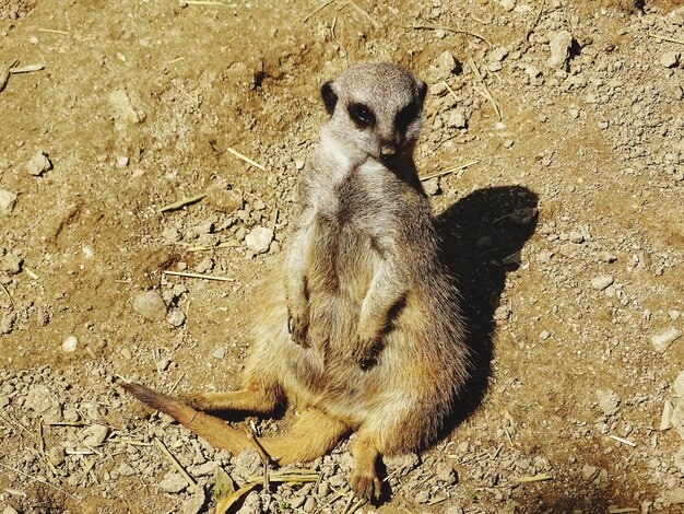 Foto hooghoekbeeld van een meerkat die op het land zit