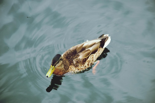 Foto hooghoekbeeld van een meeuw die in een meer zwemt