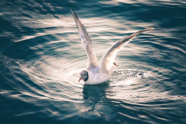 Hooghoekbeeld van een meeuw die in het meer zwemt