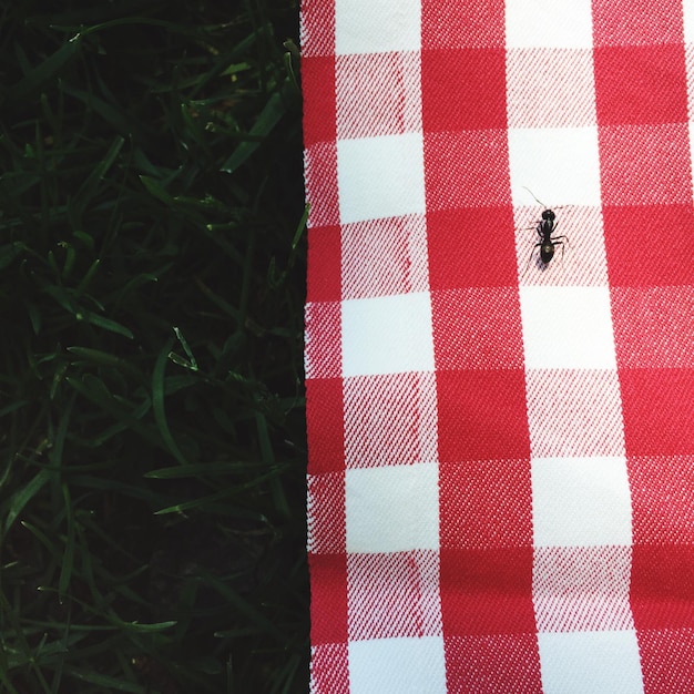 Foto hooghoekbeeld van een mieren op een rood-witte picknickdeken in het park