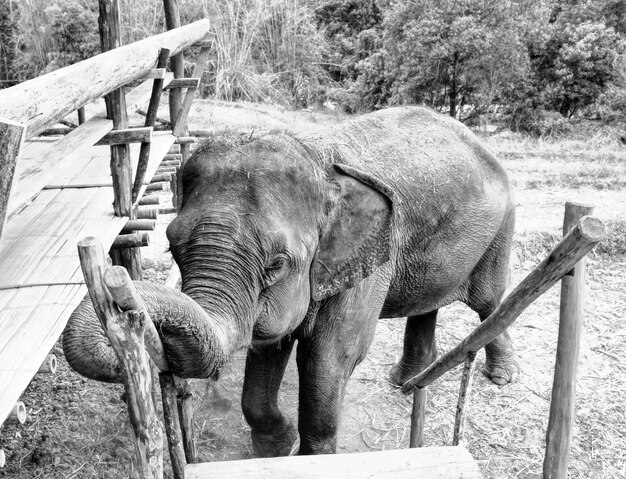 Foto hooghoekbeeld van een olifant bij houten trappen