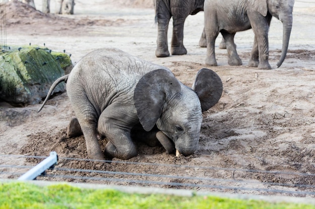 Foto hooghoekbeeld van een olifant die zand graaft
