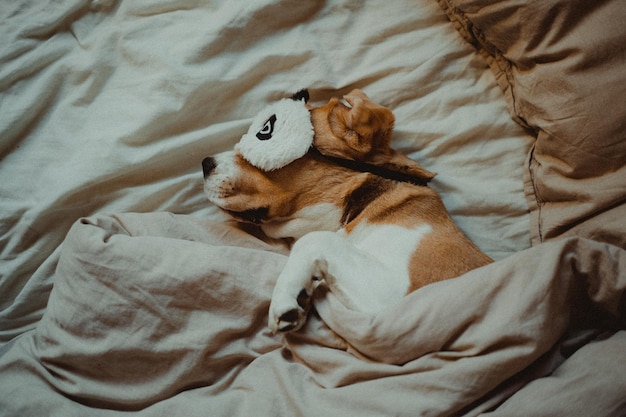Hooghoekbeeld van een op het bed liggende hond
