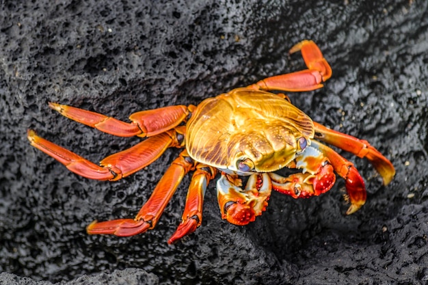 Hooghoekbeeld van een oranje vlinder op een rots