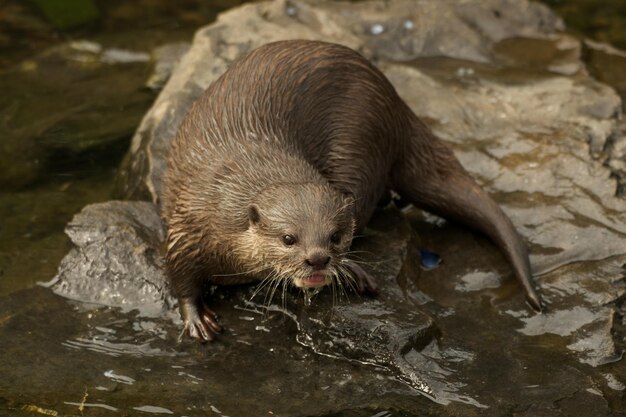 Foto hooghoekbeeld van een otter op een rots in een meer