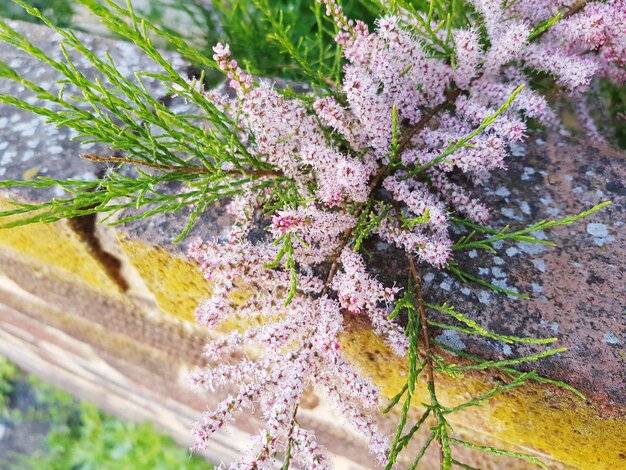 Foto hooghoekbeeld van een paarse bloeiende plant