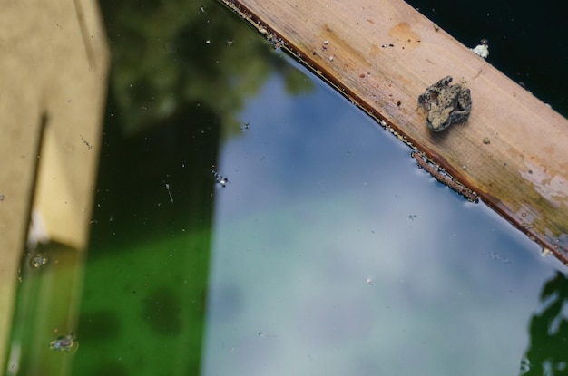 Foto hooghoekbeeld van een pad op hout in een vijver