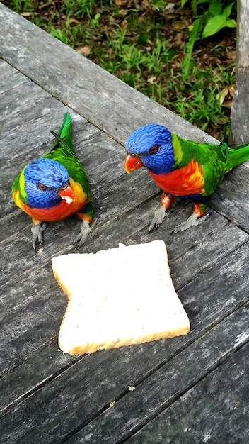 Foto hooghoekbeeld van een papegaai die voedsel op hout eet