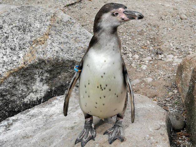 Foto hooghoekbeeld van een pinguïn op een rots