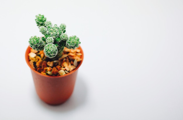 Hooghoekbeeld van een potcactus op een witte tafel