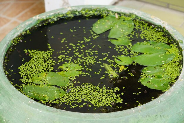 Hooghoekbeeld van een potplant in een schaal