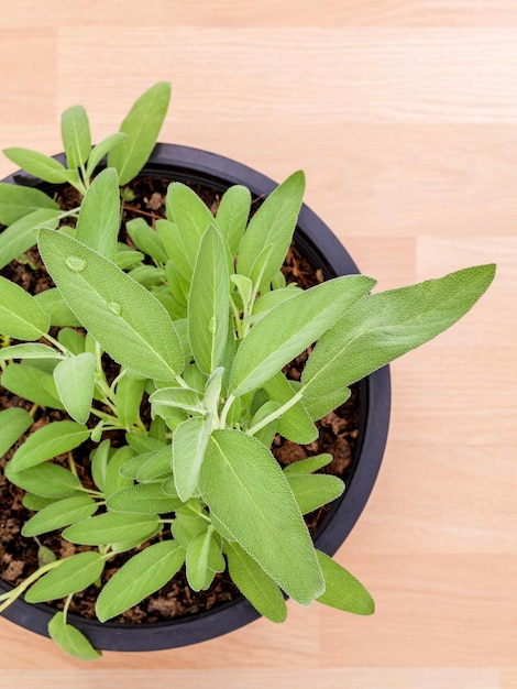 Foto hooghoekbeeld van een potplant op een houten tafel