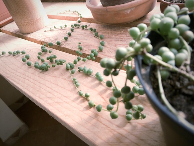 Hooghoekbeeld van een potplant op tafel