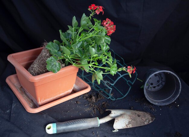 Foto hooghoekbeeld van een potplant op tafel