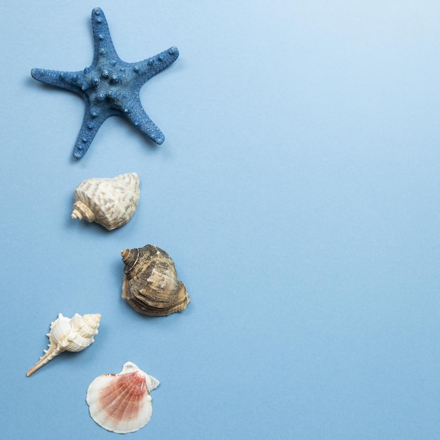 Hooghoekbeeld van een schelp op een witte achtergrond