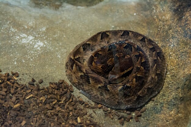 Foto hooghoekbeeld van een schelp op rots