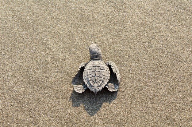 Foto hooghoekbeeld van een schelp op zand