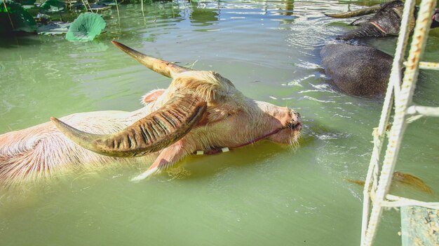 Foto hooghoekbeeld van een schildpad die in een meer zwemt