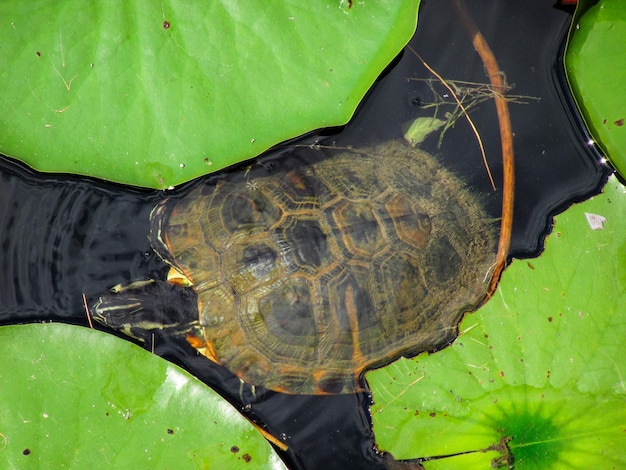 Foto hooghoekbeeld van een schildpad die in een meer zwemt