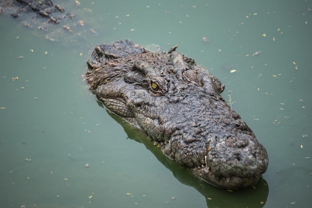 Hooghoekbeeld van een schildpad die in een meer zwemt