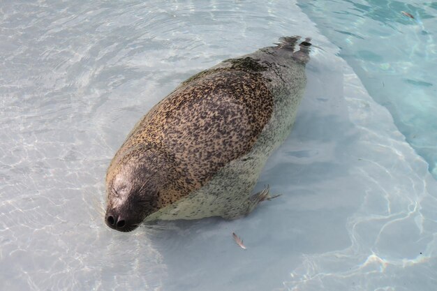 Foto hooghoekbeeld van een schildpad in de zee