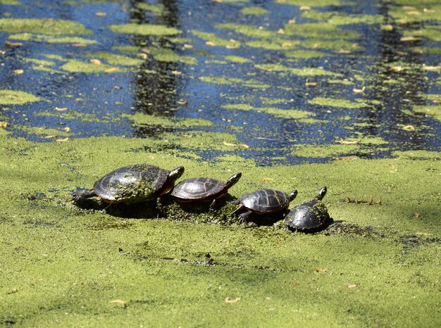 Foto hooghoekbeeld van een schildpad in een meer