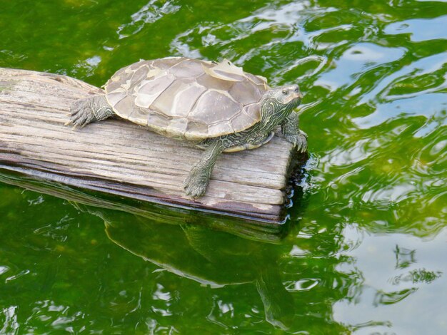 Foto hooghoekbeeld van een schildpad in een meer