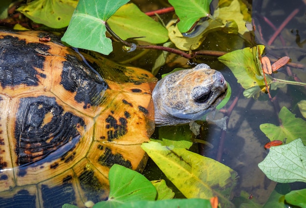 Foto hooghoekbeeld van een schildpad in een meer