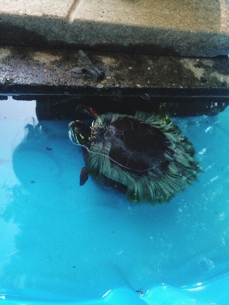 Hooghoekbeeld van een schildpad in een vijver