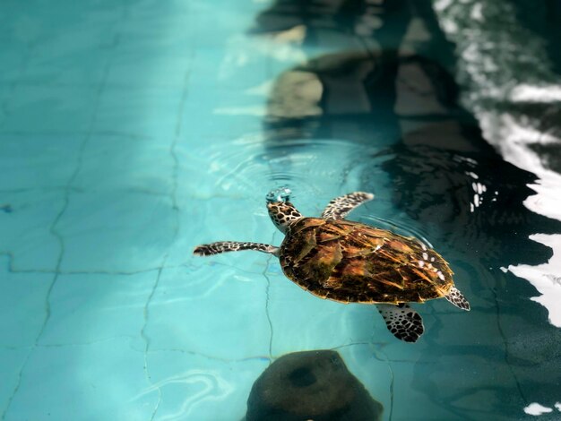 Hooghoekbeeld van een schildpad in een vijver