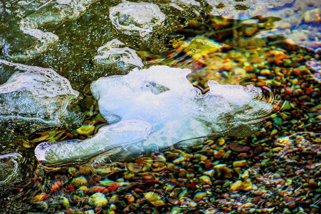 Hooghoekbeeld van een schildpad in het water