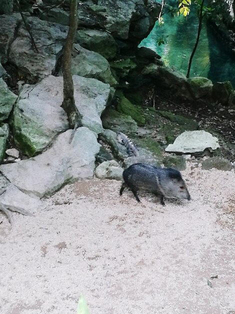 Hooghoekbeeld van een schildpad op een rots