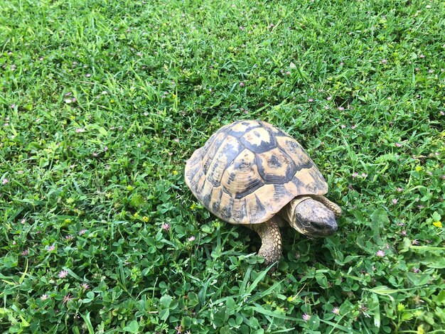 Hooghoekbeeld van een schildpad op het gras