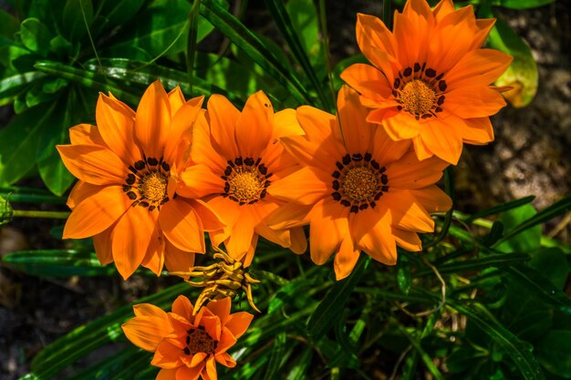 Foto hooghoekbeeld van een sinaasappelbloeiende plant