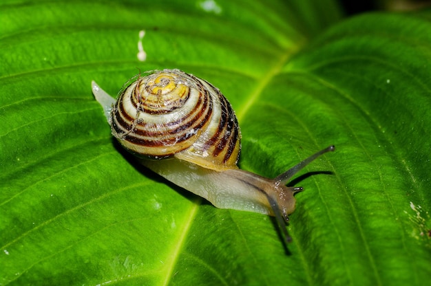Hooghoekbeeld van een slak op een blad