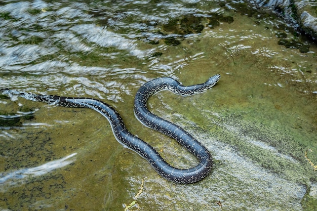 Foto hooghoekbeeld van een slang die in de rivier zwemt