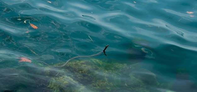 Foto hooghoekbeeld van een slang die in een meer zwemt
