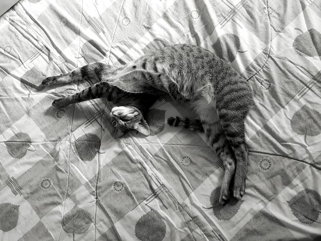 Foto hooghoekbeeld van een slapende kat
