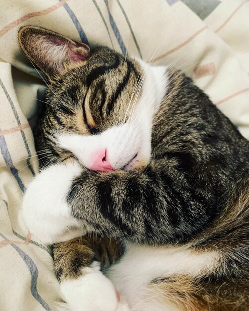 Foto hooghoekbeeld van een slapende kat